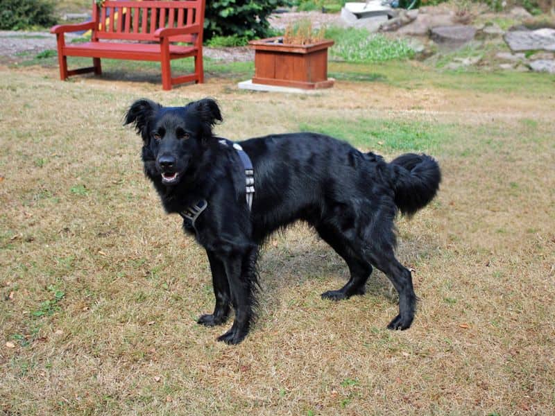 Benji, photo 4