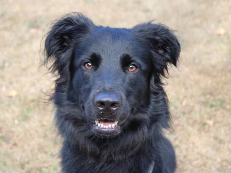 Benji, german shepherd dog cross for adoption in Huyton