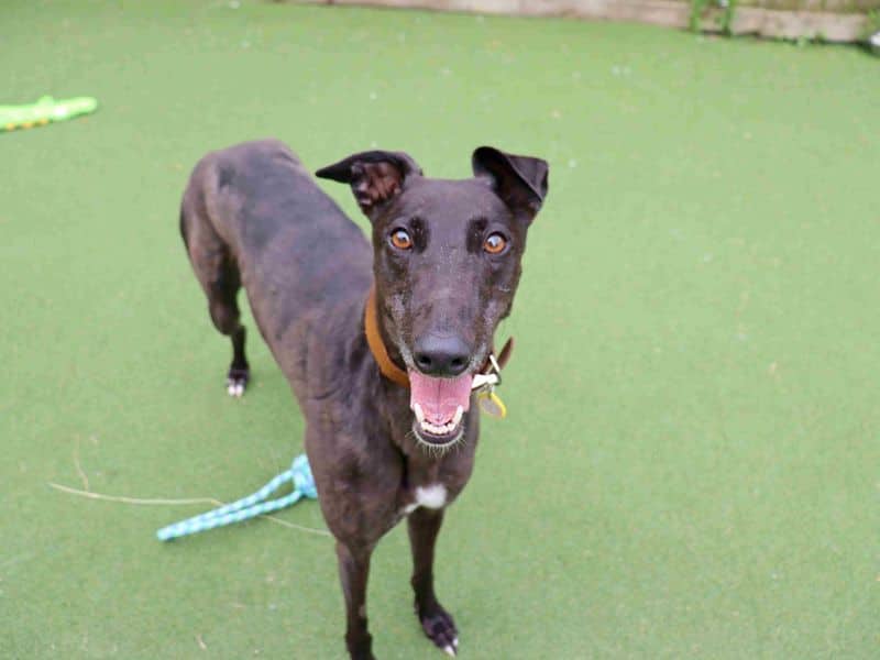 Sunset, greyhound for adoption in Glasgow