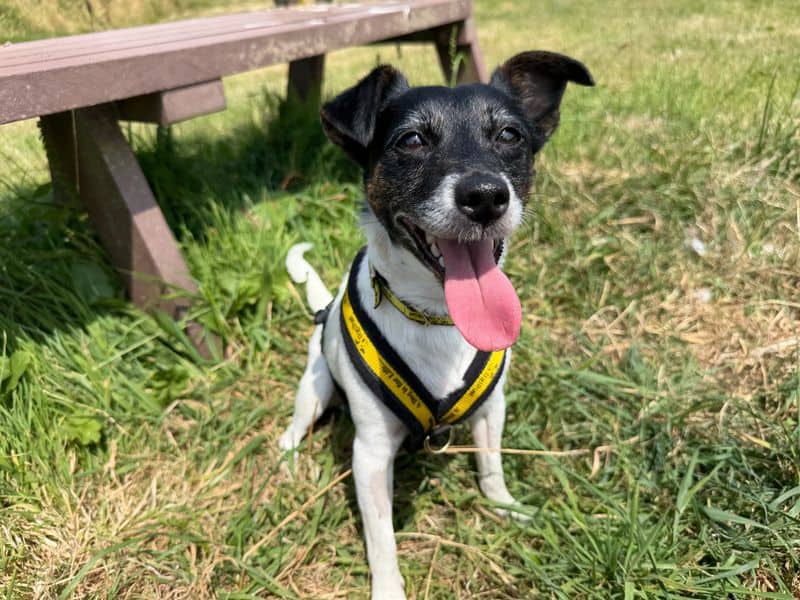 Millie, jack russell terrier for adoption in Cardiff