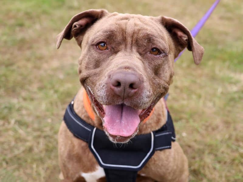 Sasha, american bulldog for adoption in Leeds