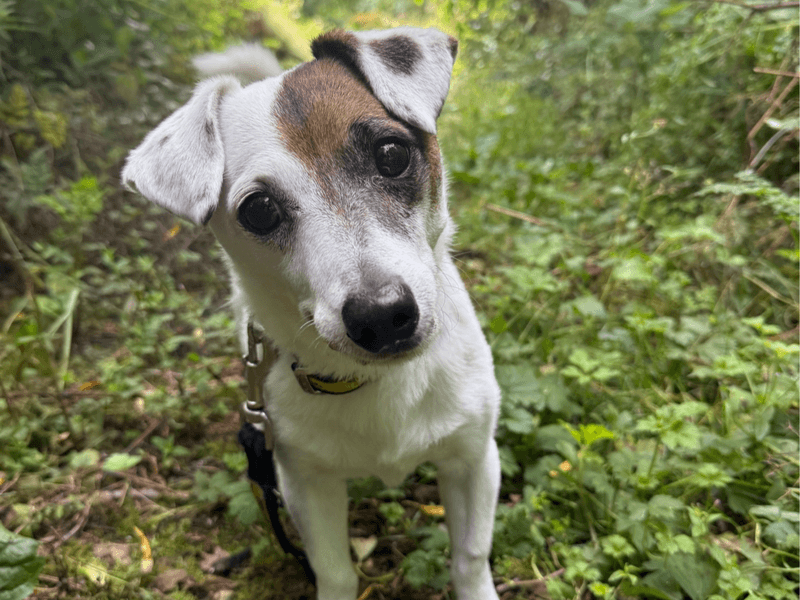 Patch, jack russell terrier for adoption in Mid and East Antrim