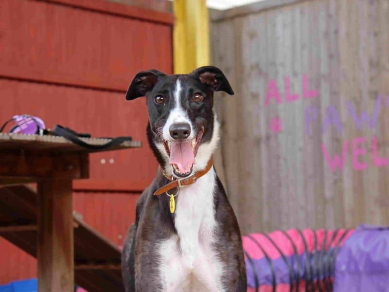 Thistle, greyhound for adoption in Glasgow
