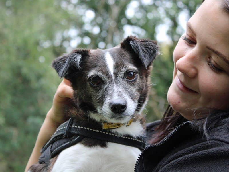 Bell, jack russell terrier for adoption in Huyton
