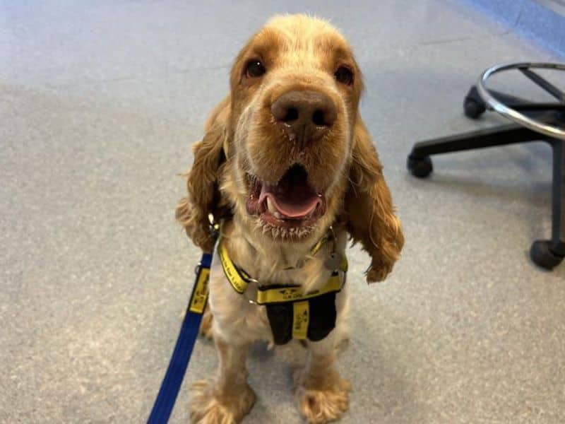 Treacle, cocker spaniel for adoption in Breckland