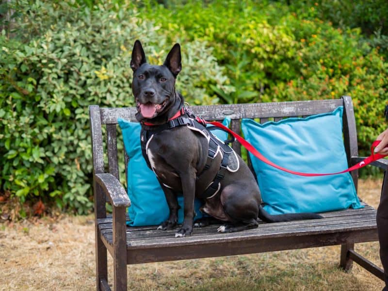 Koda, german shepherd dog cross for adoption in Newbury