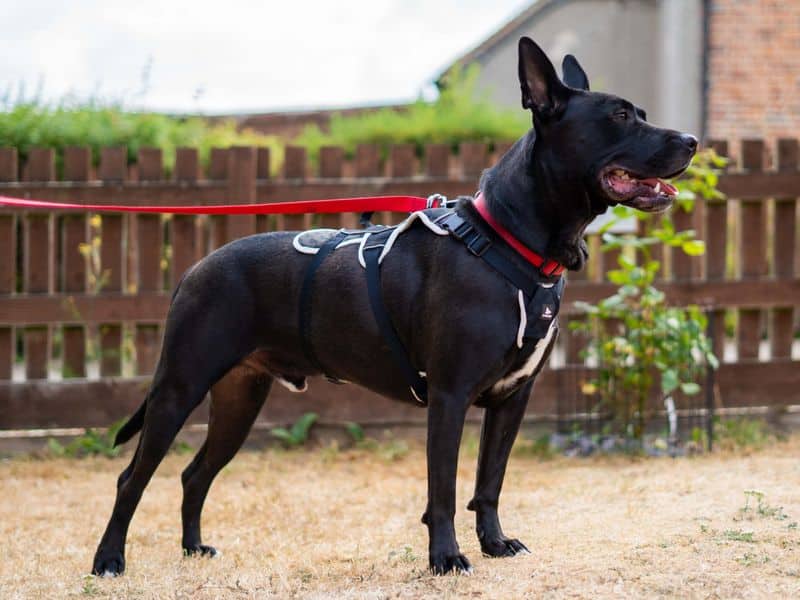 Koda, photo 6