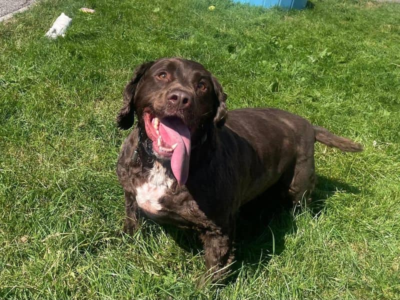 Alfie, cocker spaniel cross for adoption in Bridgend