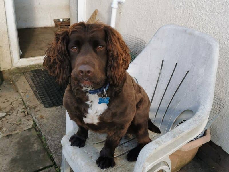 Alfie, photo 4