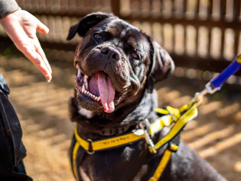 Delores, rottweiler cross for adoption in Newbury