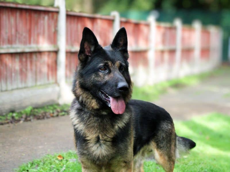 Rex, photo 2