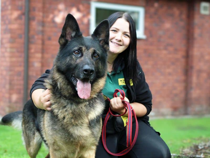 Rex, german shepherd dog for adoption in Huyton