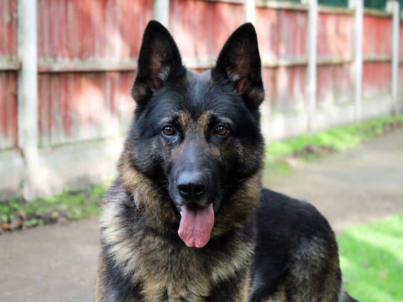 Rex, photo 3