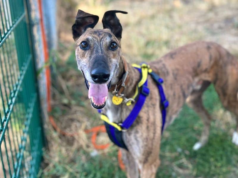Paddy Longlegs, greyhound for adoption in Breckland