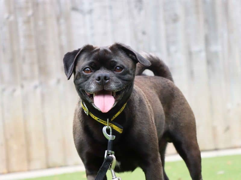 Bosley, pug cross for adoption in Sadberge