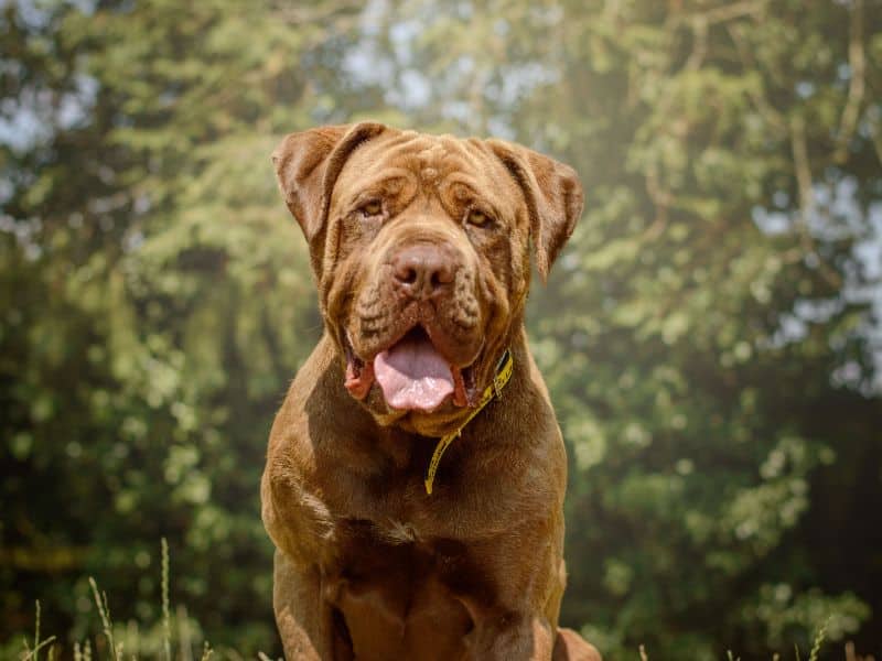 Bug, mastiff cross for adoption in Kenilworth