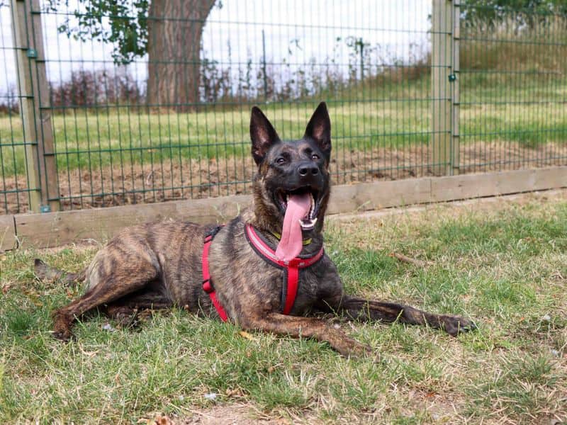 Lilo, dutch shepherd for adoption in Sadberge