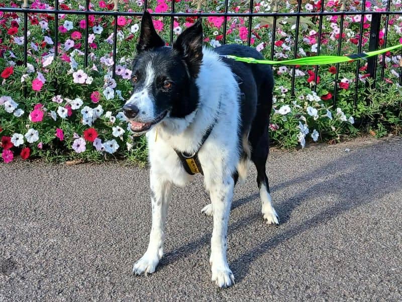 Boots, border collie for adoption in Cardiff