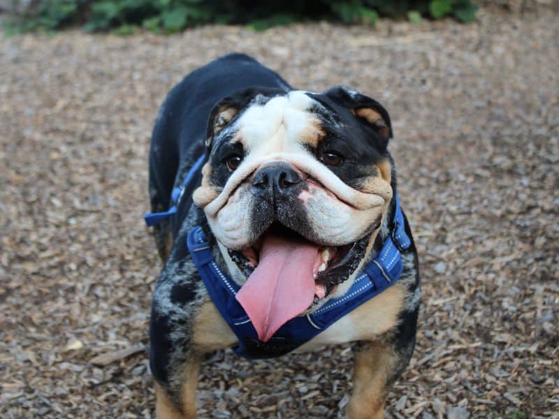 Gus, photo 2