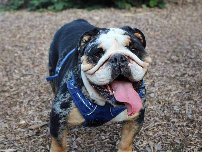 Gus, bulldog for adoption in Huyton