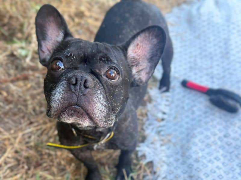 Oreo, french bulldog for adoption in Telford
