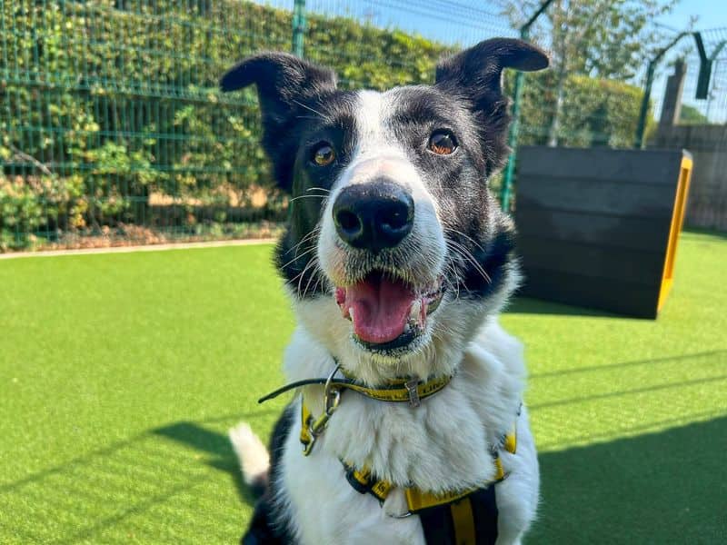 Larry, border collie for adoption in Wickford