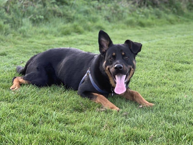 Milo, rottweiler cross for adoption in Ilfracombe