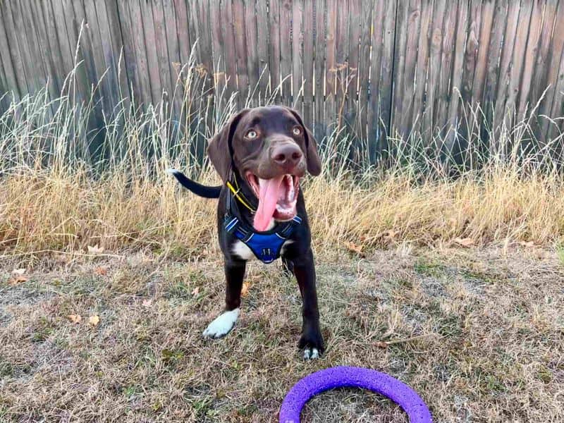 Milo, photo 4
