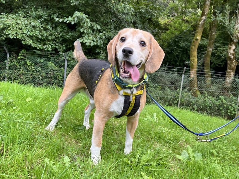 Benson, beagle for adoption in Ilfracombe