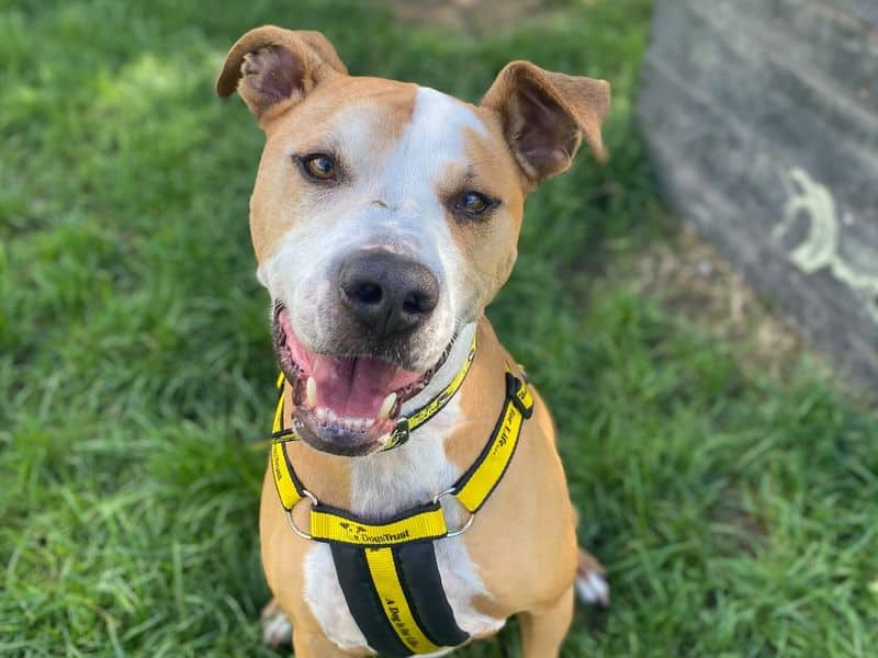 Sammy, staffordshire bull terrier cross for adoption in Telford