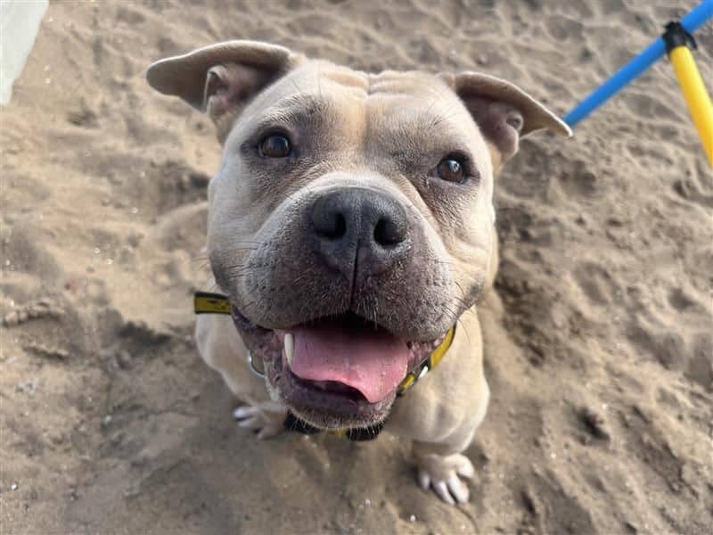 Pauline, staffordshire bull terrier cross for adoption in Cardiff