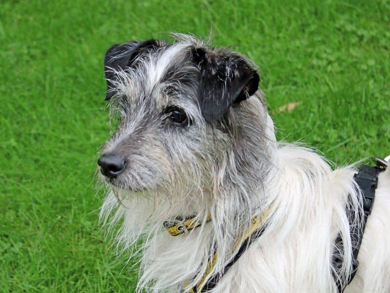 Benji, yorkshire terrier cross for adoption in Huyton