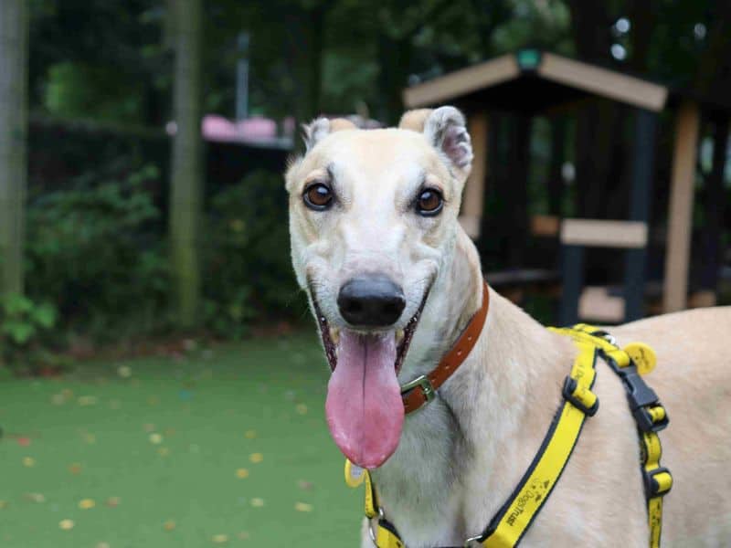 Cedar, greyhound for adoption in Glasgow
