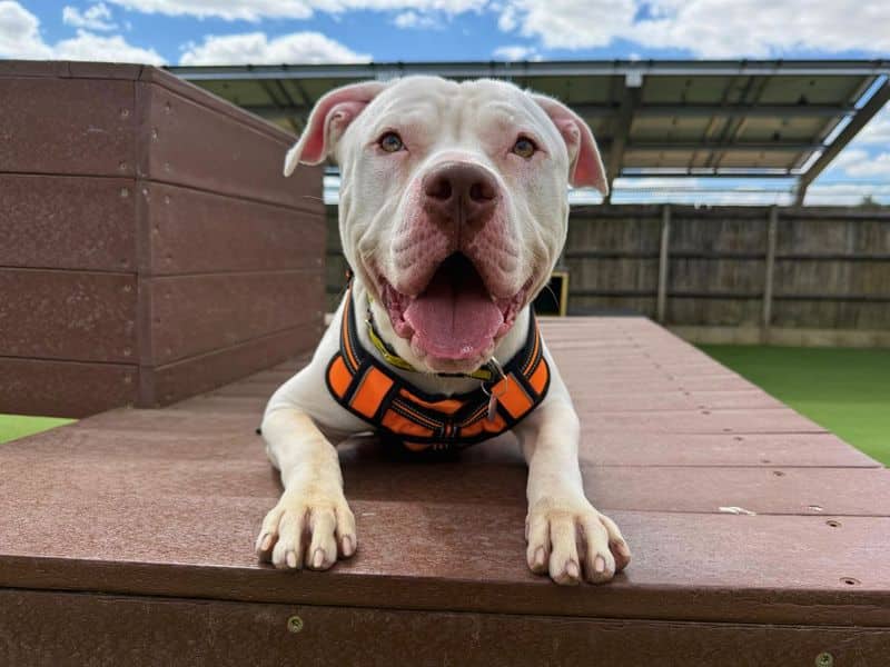 Marble, american bulldog cross for adoption in Newton Tony