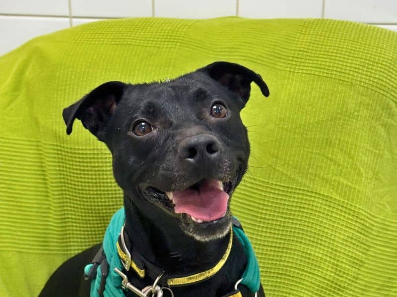 Ash, patterdale terrier cross for adoption in Newton Tony