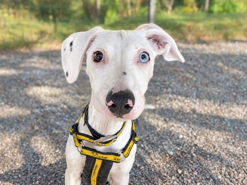 Dennis, crossbreed for adoption in Wickford
