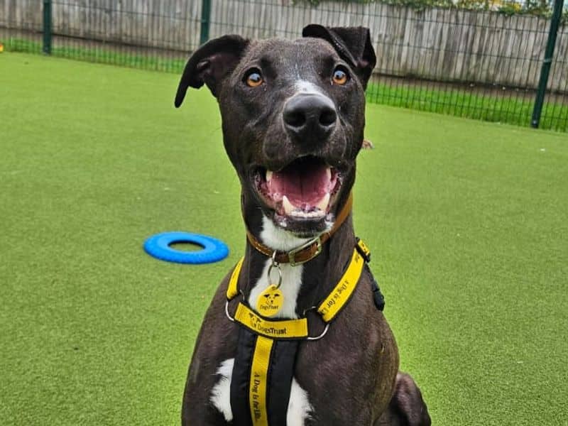 Cookie, lurcher for adoption in Telford