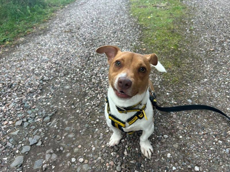 Chum, jack russell terrier for adoption in Telford