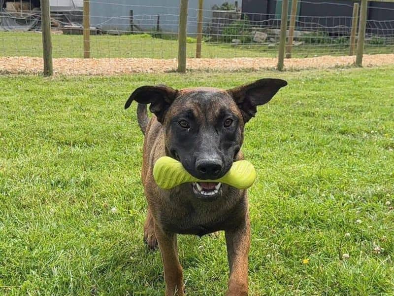 Monkey, malinois belgian shepherd dog cross for adoption in Bridgend
