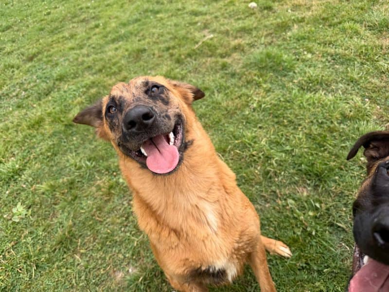Fox, malinois belgian shepherd dog cross for adoption in Bridgend