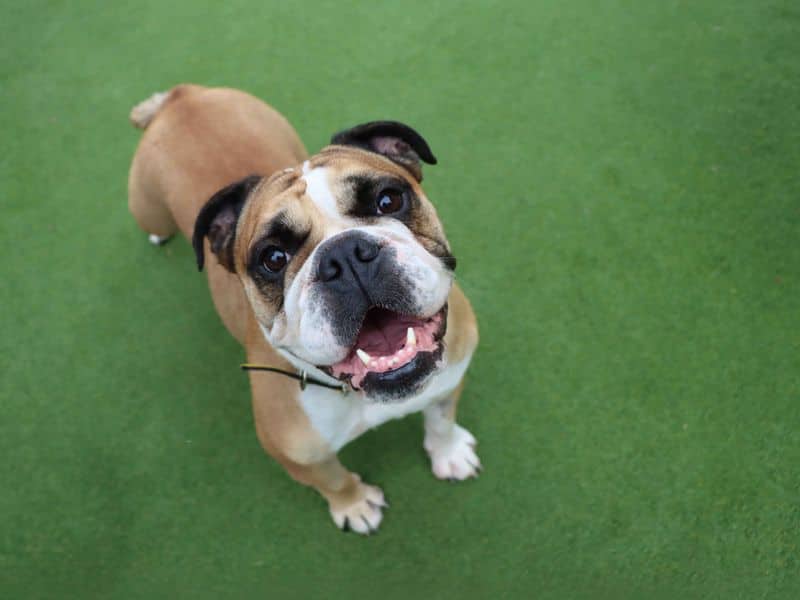 Calli, bulldog for adoption in Sadberge