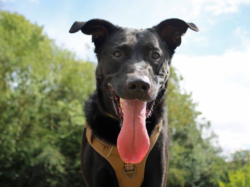 Major Tom, german shepherd dog cross for adoption in Huyton