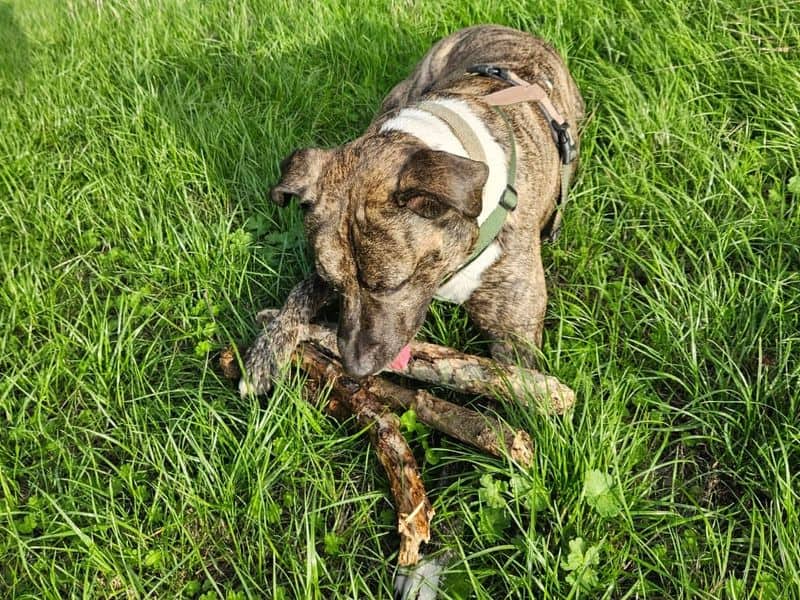 Woody, photo 5