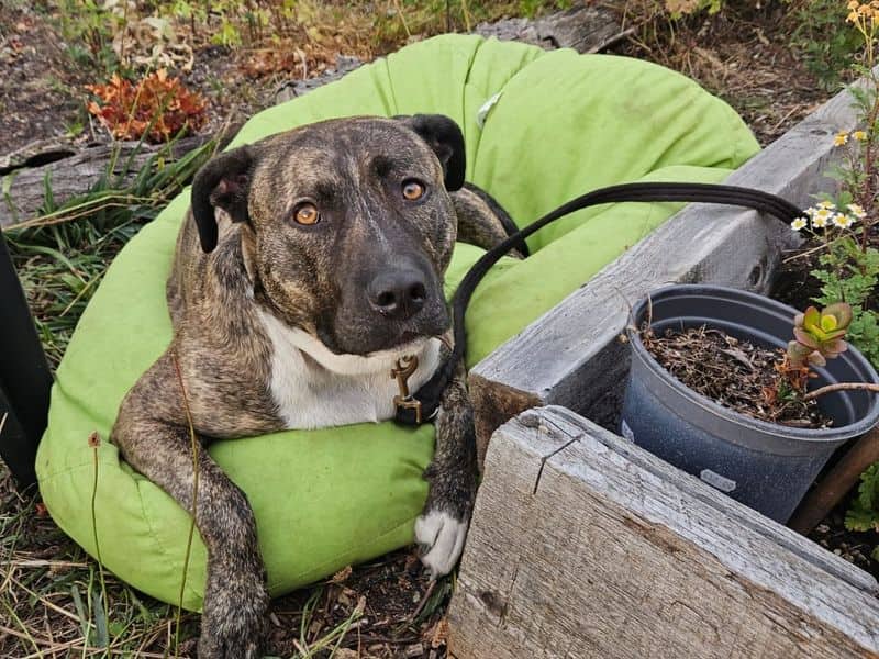 Woody, american bulldog cross for adoption in Cardiff