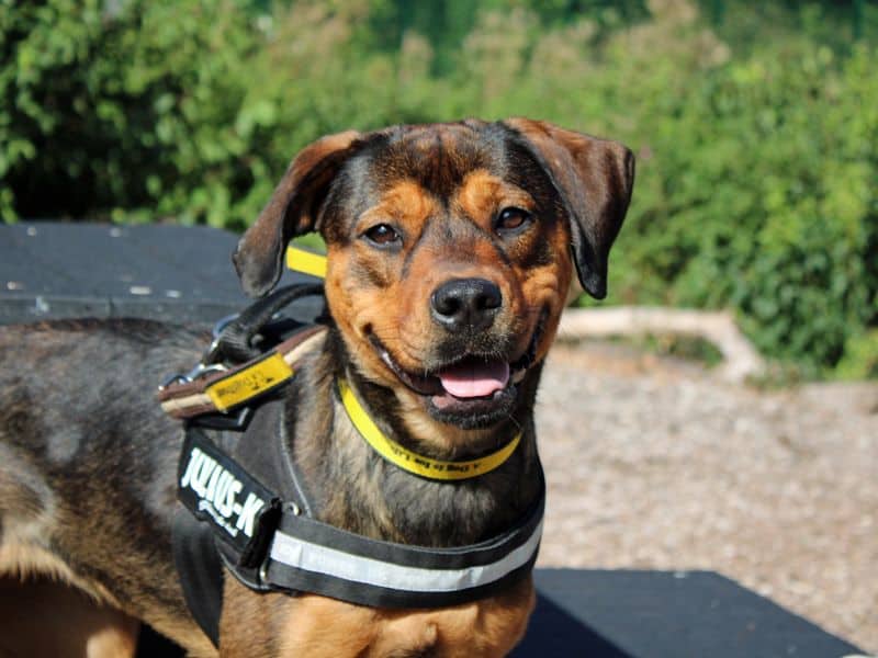 Princess, rottweiler cross for adoption in Huyton
