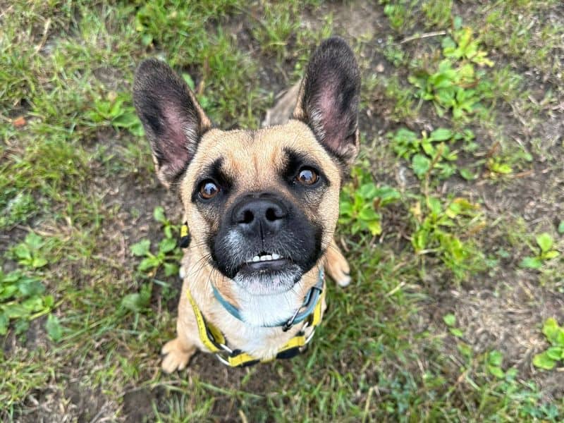 Rolo, french bulldog cross for adoption in Telford