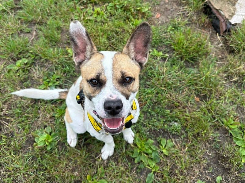 Skye, french bulldog cross for adoption in Telford