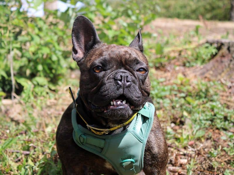 Eclair, french bulldog for adoption in Huyton