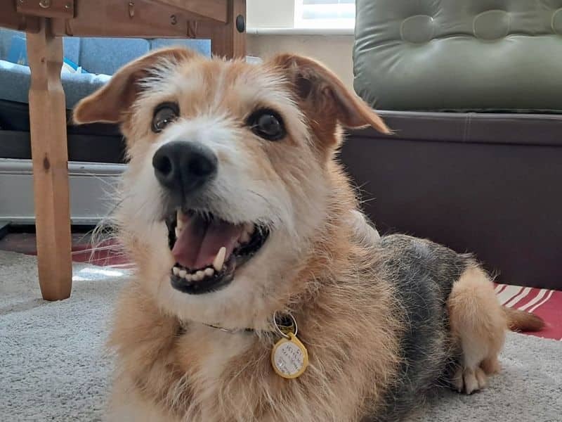 Winnie, crossbreed for adoption in Huyton