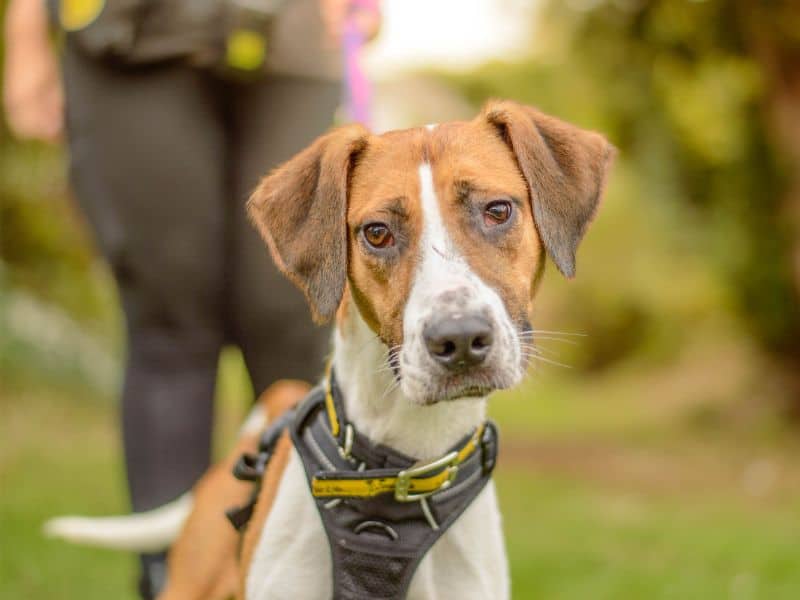 Mike, harrier for adoption in Kenilworth